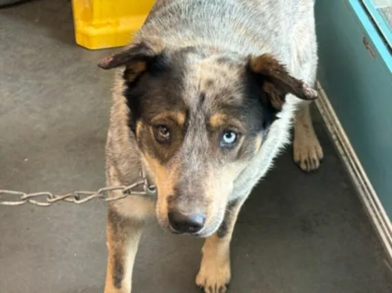 A young medium-sized male Australian Cattle Dog / Blue Heeler dog named Van Gogh for adoption in Chatsworth, CA