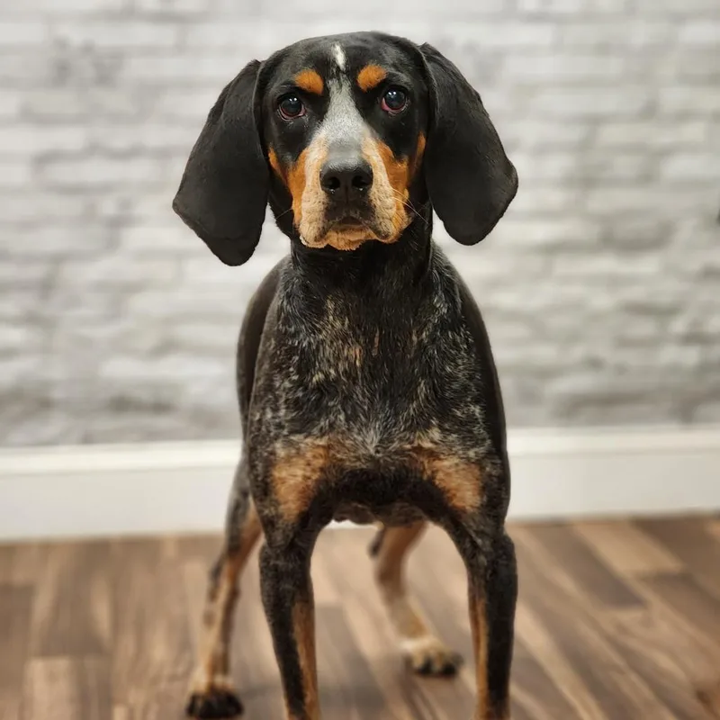 A senior medium-sized female Black Coonhound dog named Betty Jean for adoption in Montgomery, AL
