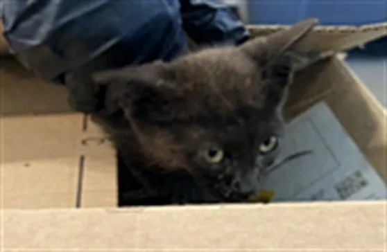 A baby small-sized male Domestic Short Hair cat named Jeff for adoption in Chatsworth, CA