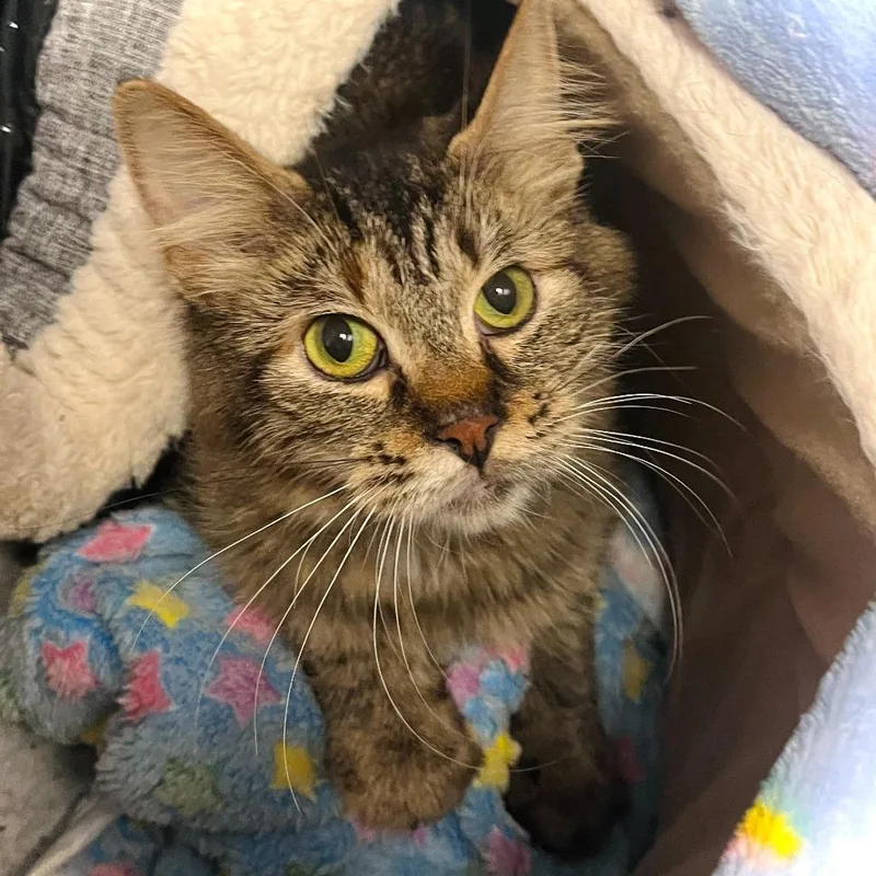 A young medium-sized female Brown / Chocolate Domestic Medium Hair cat named Aurora for adoption in Owosso, MI