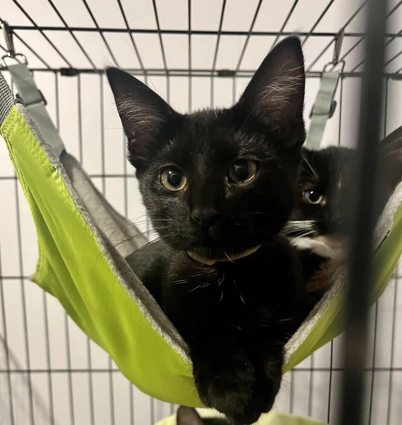 A young medium-sized female Black Domestic Short Hair cat named Piccolo for adoption in Zimmerman, MN
