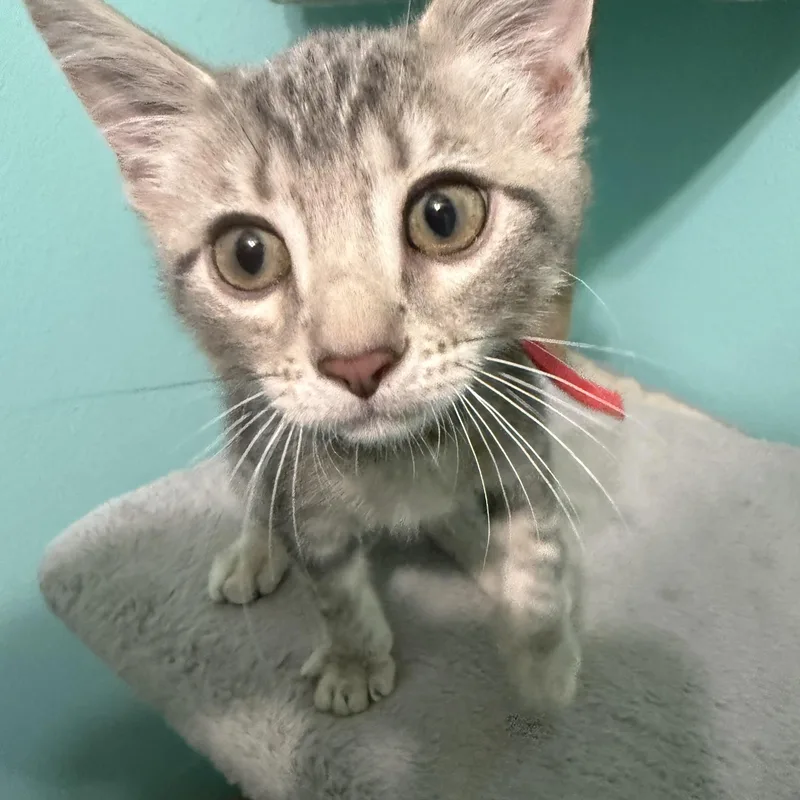 A baby medium-sized male Gray / Blue / Silver Domestic Short Hair cat named Reggie for adoption in Omaha, NE