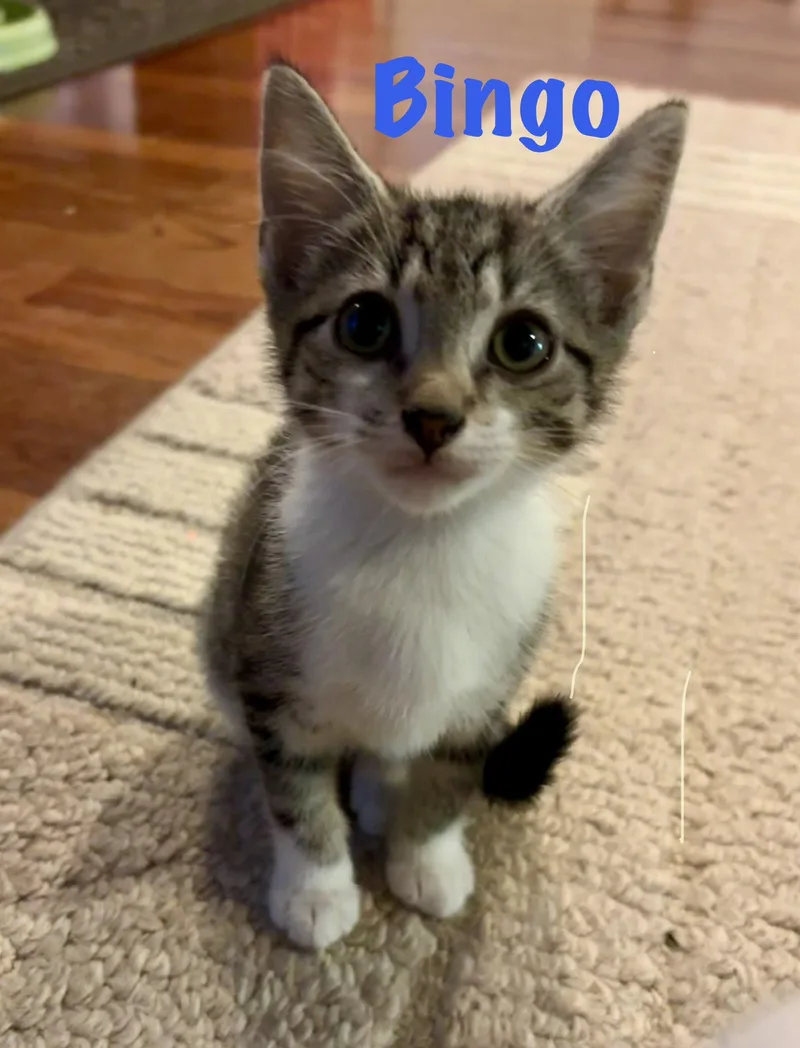A baby medium-sized male Domestic Short Hair cat named Bingo for adoption in Roxboro, NC