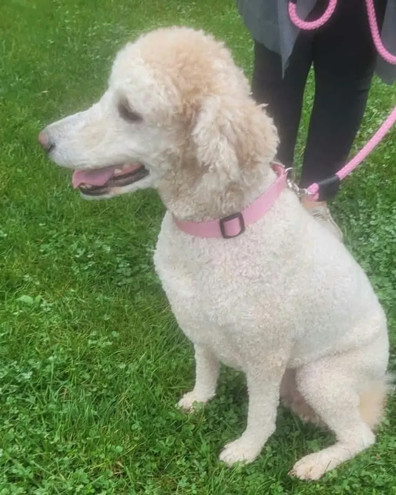 An adult medium-sized female Labradoodle dog named Sadie for adoption in St. Clairsville, OH