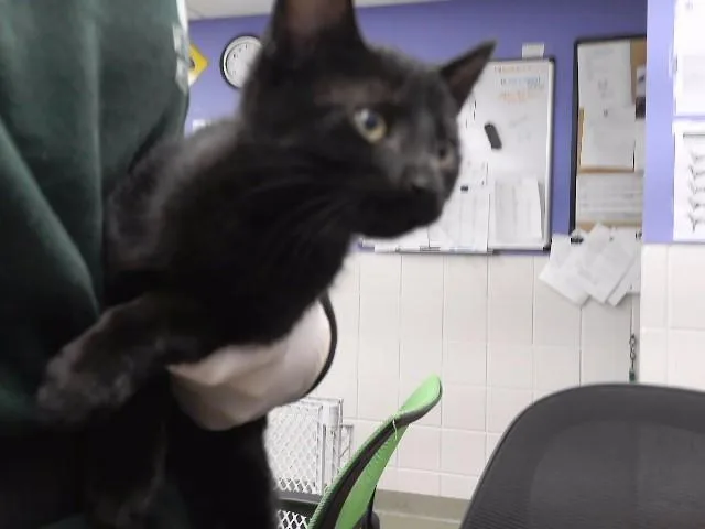A baby small-sized male Domestic Short Hair cat named Jiji for adoption in Omaha, NE