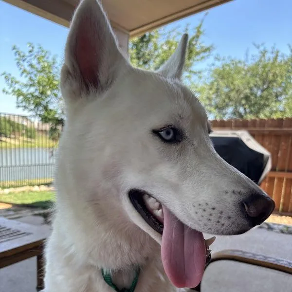 A young large-sized male Siberian Husky dog named Rocky for adoption in Stratham, NH