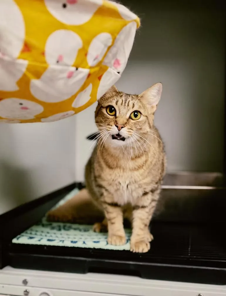 A young medium-sized female Orange & White Tabby cat named Banshee for adoption in Winston Salem , NC