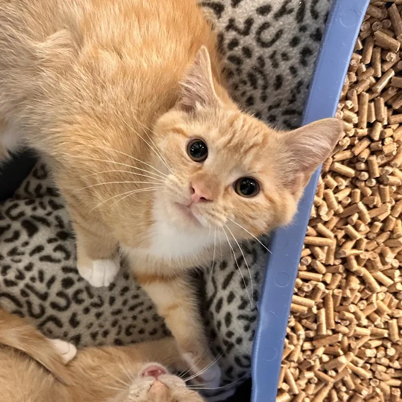 A baby small-sized male Orange / Red Domestic Short Hair cat named Scritch for adoption in Rocky Mount, VA