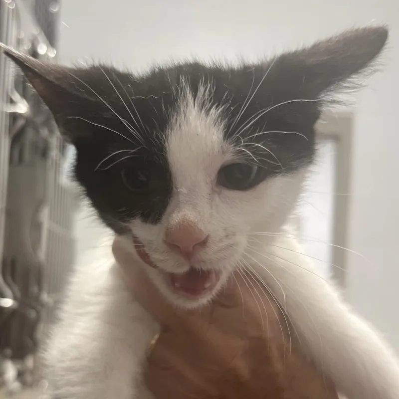 A baby small-sized male Domestic Short Hair cat named Peter for adoption in Marshall, VA
