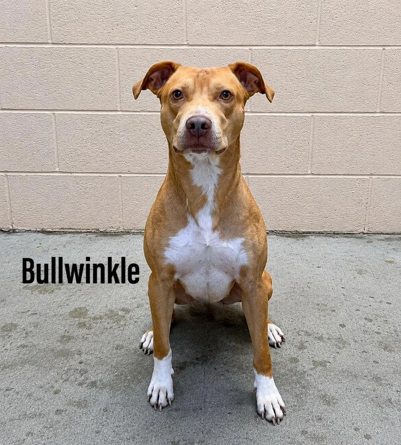 Bullwinkle