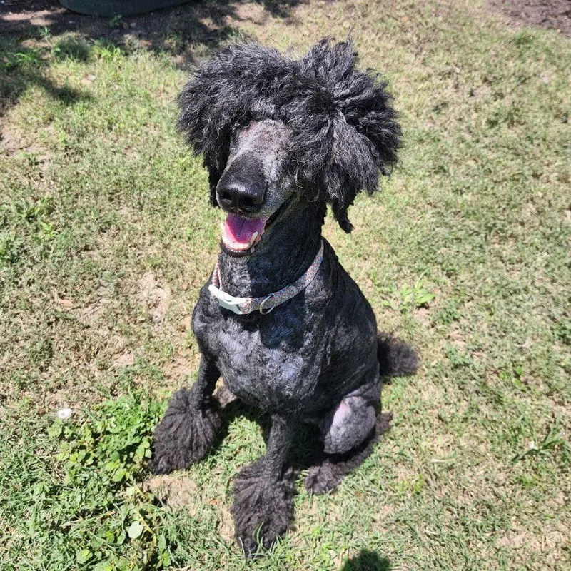 A senior large-sized female Standard Poodle dog named Marley GCH for adoption in Rockaway, NJ