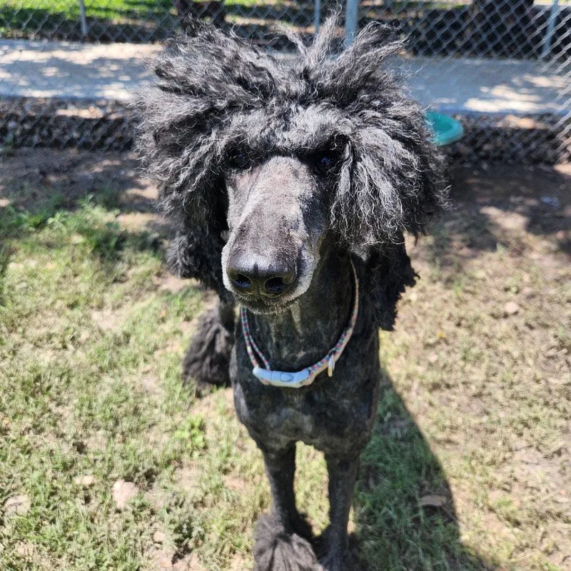 Marley GCH thumbnail 2