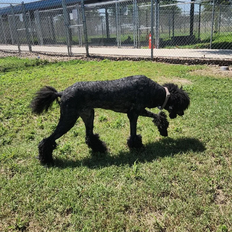 Marley GCH thumbnail 3