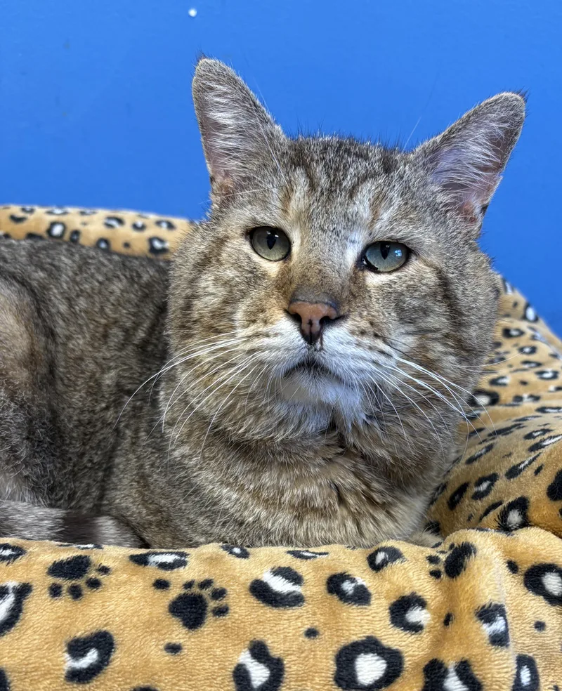 An adult large-sized male Tabby (Brown / Chocolate) Tabby cat named Tonka for adoption in Columbus, OH