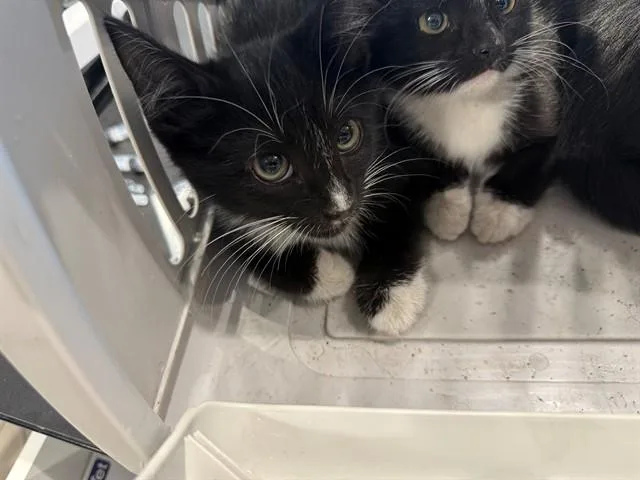 A baby small-sized female Domestic Short Hair cat named Lizzy for adoption in Garland, TX