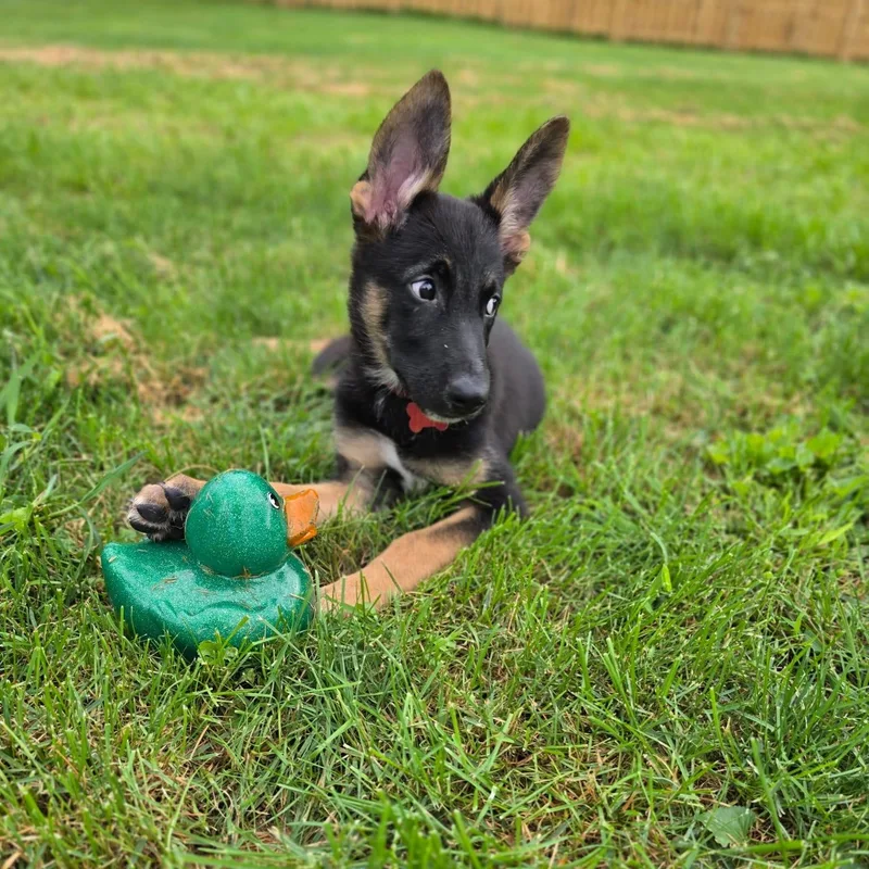 A baby large-sized male German Shepherd Dog dog named Brownie for adoption in Houston, TX