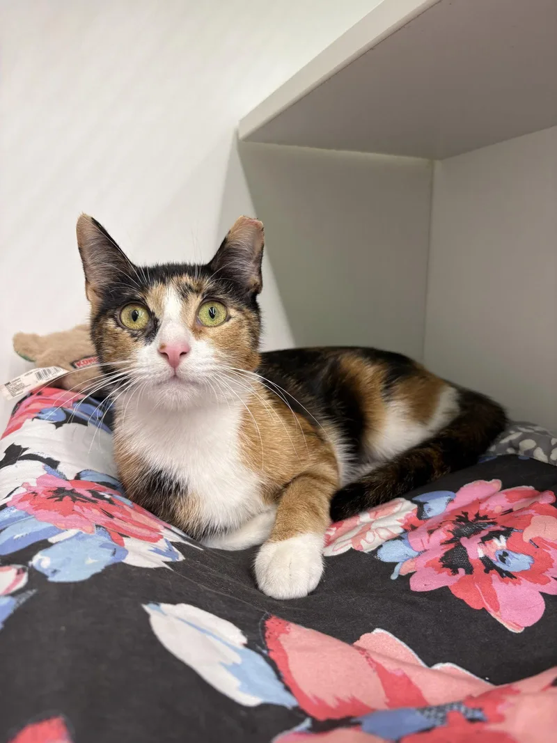 An adult medium-sized female Domestic Short Hair cat named Beth Dutton for adoption in Spring Lake, NJ
