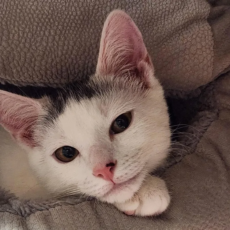 Luca
