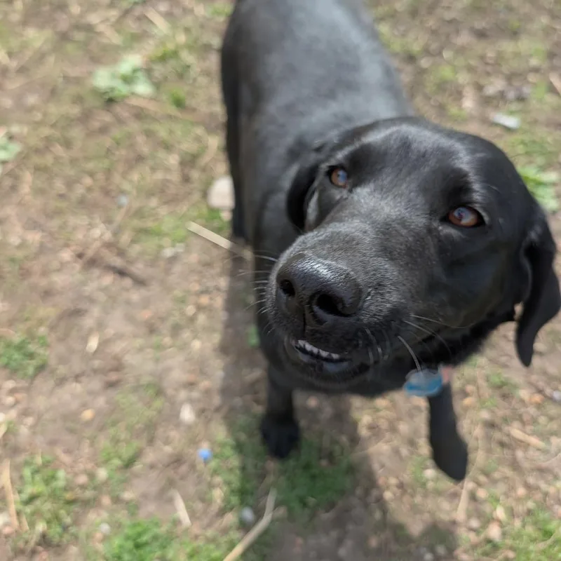 An adult medium-sized female Black Black Labrador Retriever dog named Coco for adoption in Jasper, IN