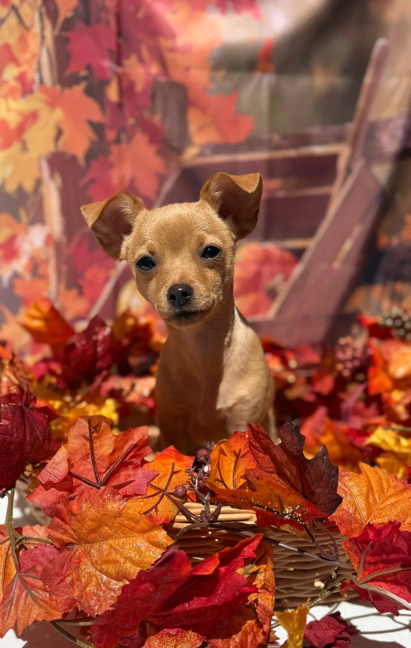 A baby small-sized female Golden Chihuahua dog named Bellini for adoption in Mt Pleasant, SC