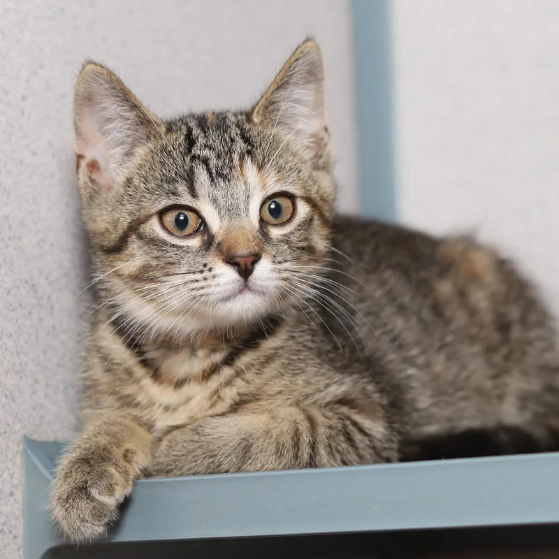 A baby small-sized female Torbie Domestic Short Hair cat named Curlie Cue for adoption in Evansville, IN