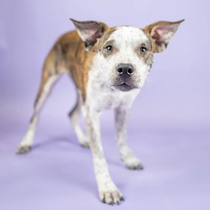 A young medium-sized female Gray / Blue / Silver Australian Cattle Dog / Blue Heeler dog named Riley for adoption in Portland, OR