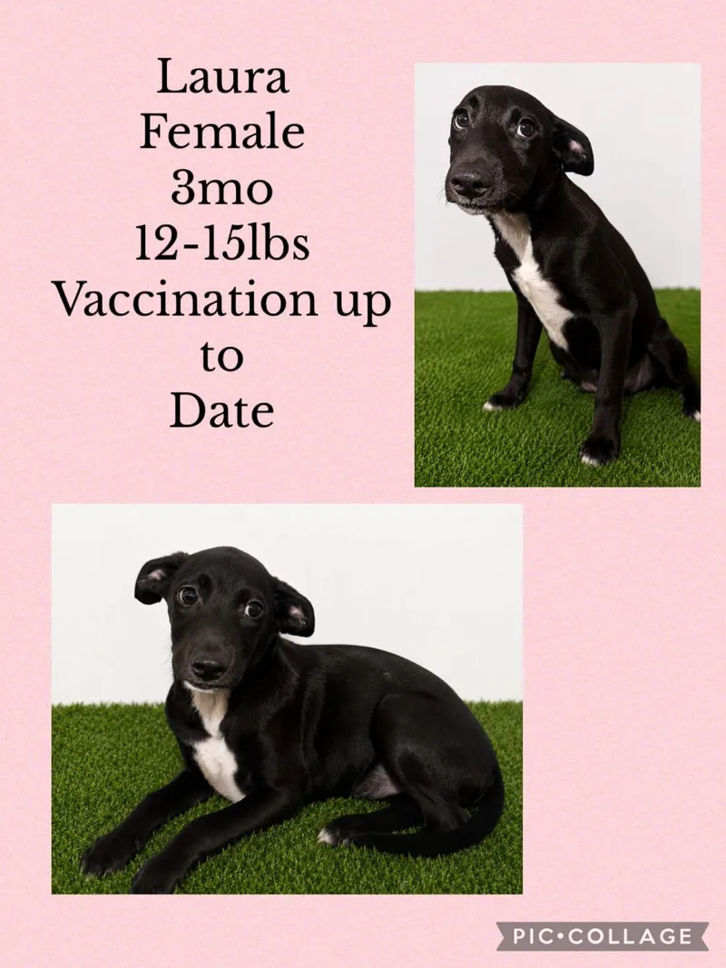 A young small-sized female Mixed Breed dog named Laura for adoption in San Juan, PR