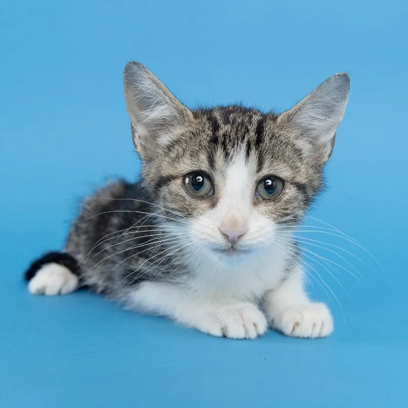A baby small-sized male White Domestic Short Hair cat named Dusty for adoption in Franklin, TN