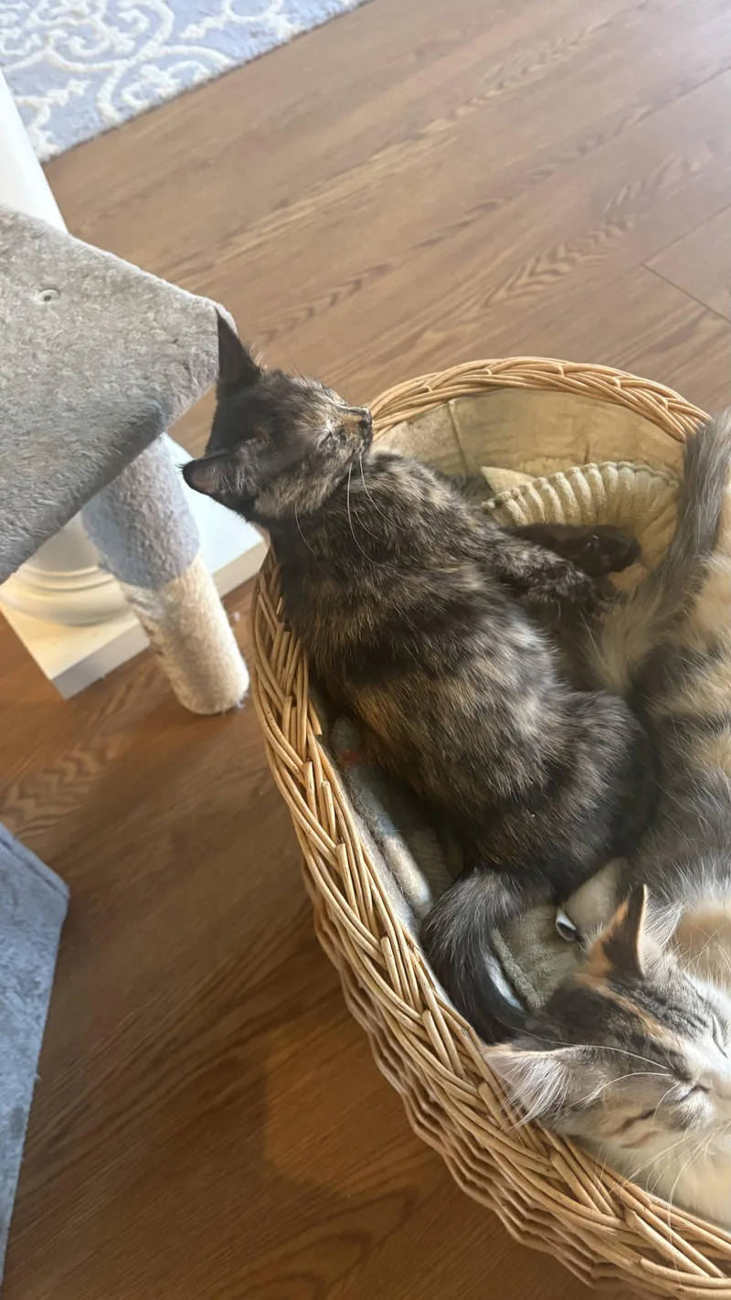 A baby medium-sized female Domestic Short Hair cat named Tamole for adoption in White Bluff, TN