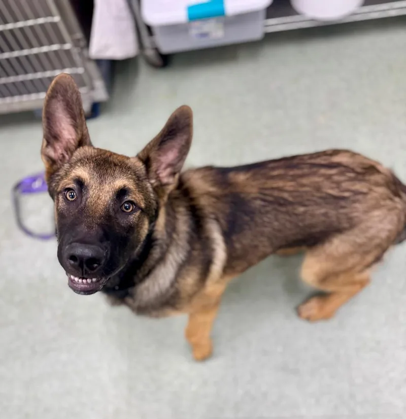 A baby medium-sized male German Shepherd Dog dog named Rambo Hold Until for adoption in Danielsville, GA