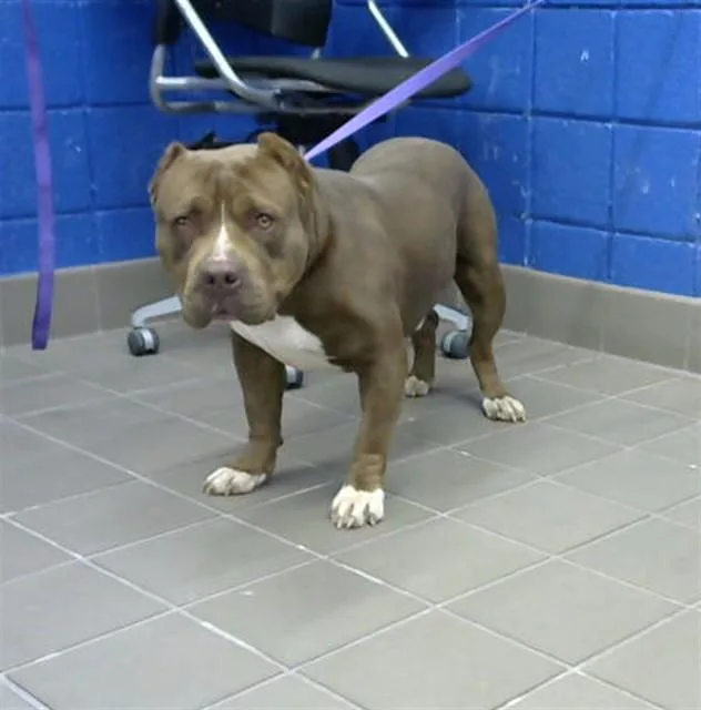 An adult large-sized male Pit Bull Terrier dog named Shamus for adoption in Albuquerque, NM