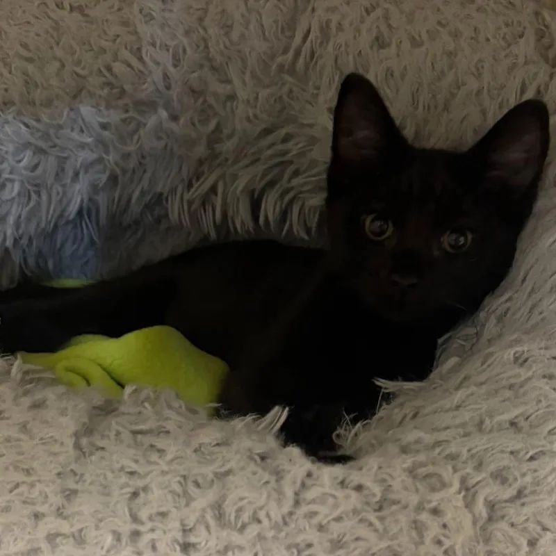 A baby small-sized male Black Domestic Short Hair cat named Seb for adoption in Coralville, IA