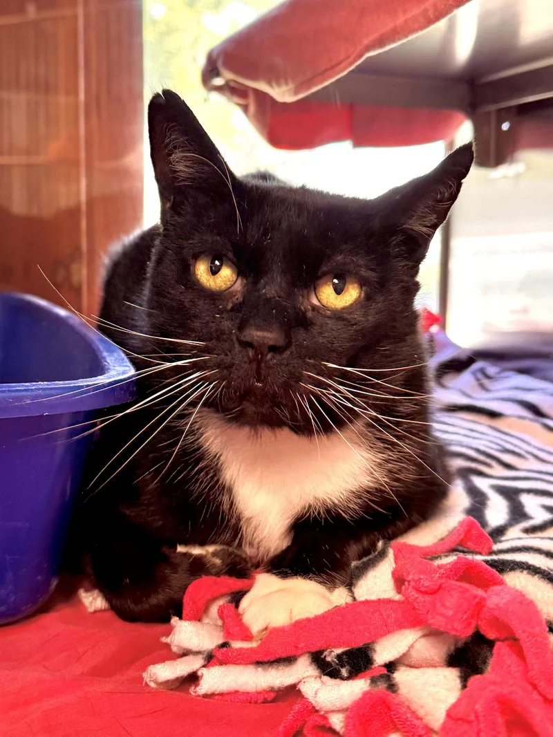 An adult large-sized male Black & White / Tuxedo Domestic Short Hair cat named Inspector for adoption in Midland, MI