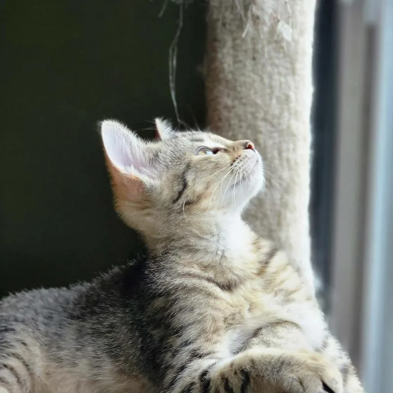 A baby small-sized male Brown / Chocolate Domestic Short Hair cat named Rue F for adoption in Hedgesville, WV
