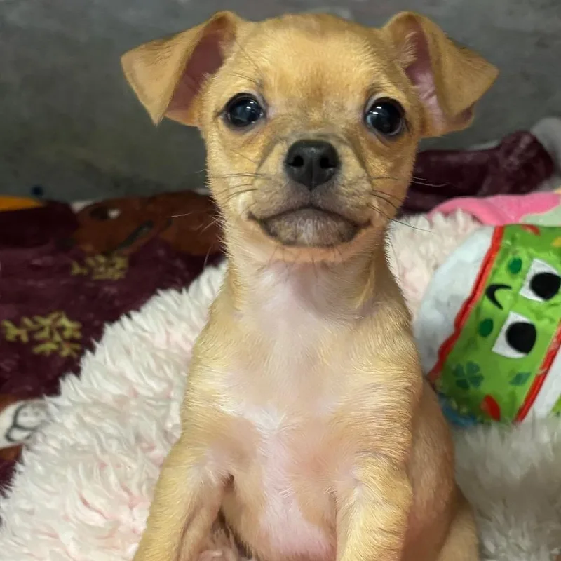A baby small-sized male Brown / Chocolate Chihuahua dog named Elio for adoption in Wellington, FL