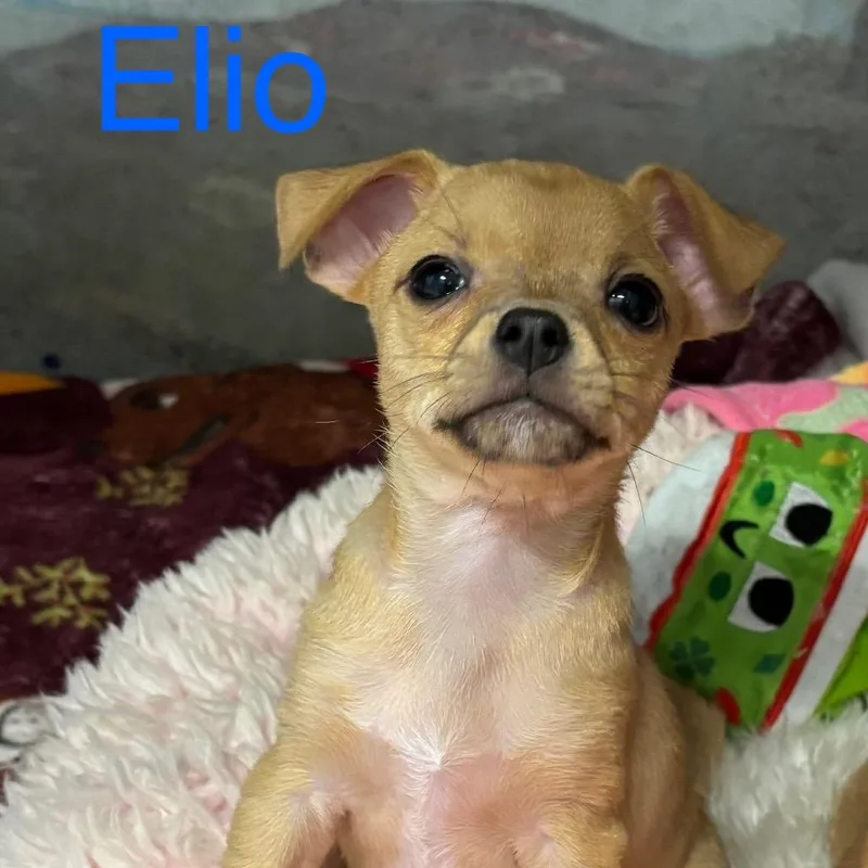 Elio thumbnail 3