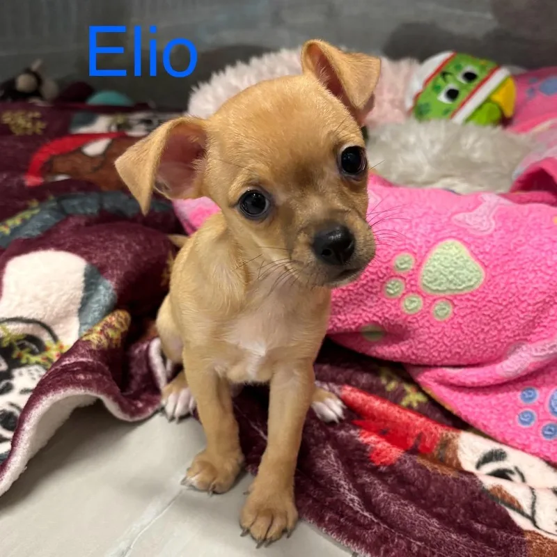 Elio thumbnail 5