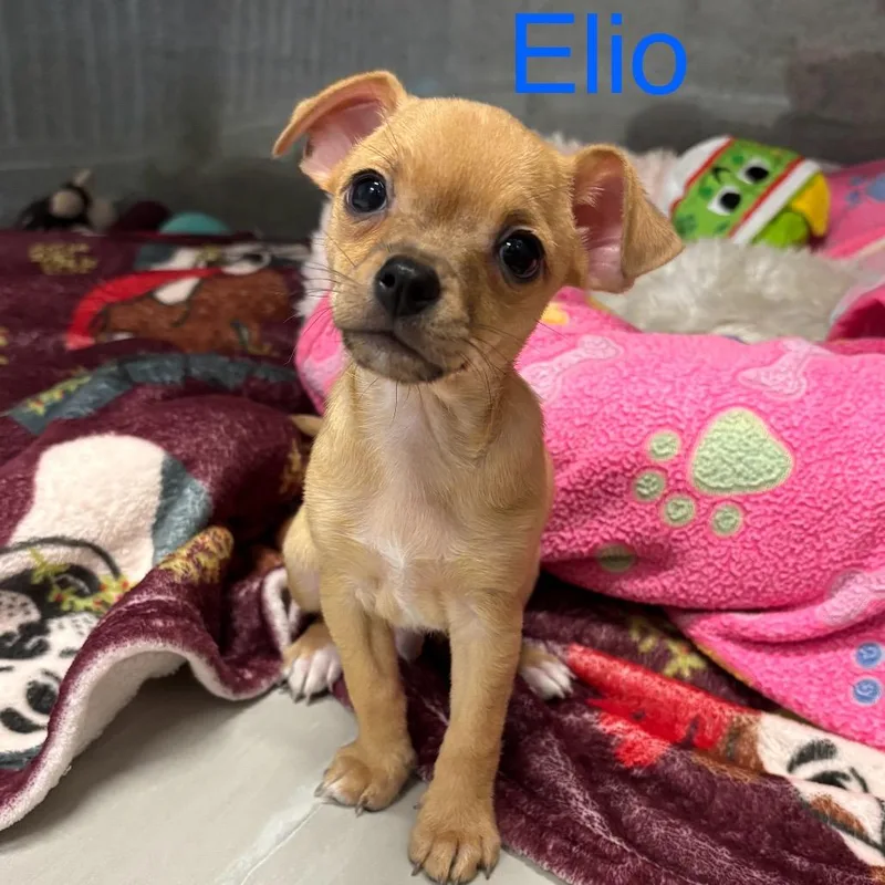 Elio thumbnail 6