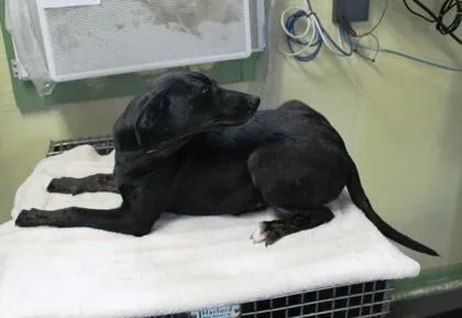 A baby small-sized female Labrador Retriever dog named Hollis for adoption in Picayune, MS