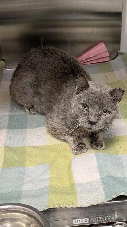 An adult medium-sized male Gray / Blue / Silver Domestic Short Hair cat named Bonito for adoption in Kansas City, MO