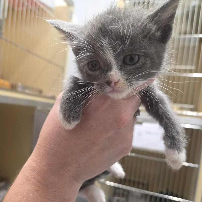 A baby medium-sized male Gray & White Domestic Short Hair cat named Jinx for adoption in Converse, TX