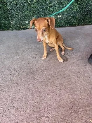 A baby small-sized female Chihuahua dog named 61803173 for adoption in El Paso, TX