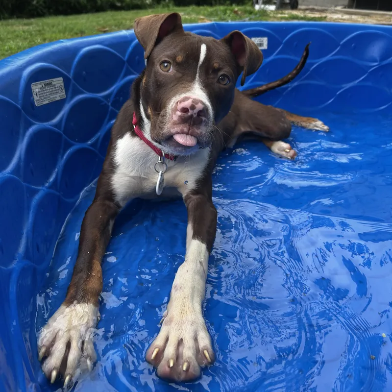 Waylon