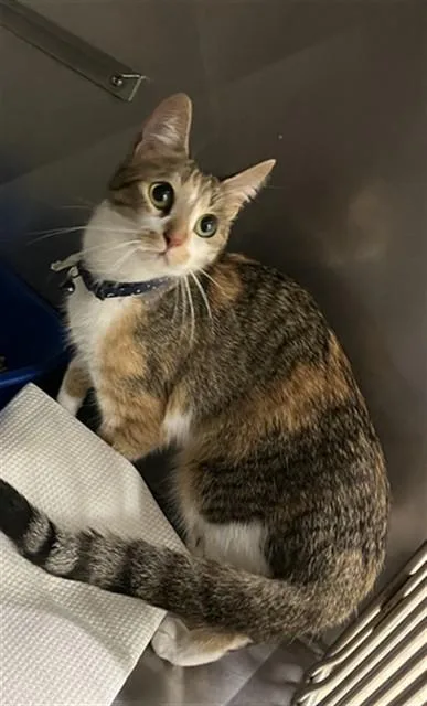 A young small-sized female Domestic Short Hair cat named Fantasia for adoption in Killeen, TX