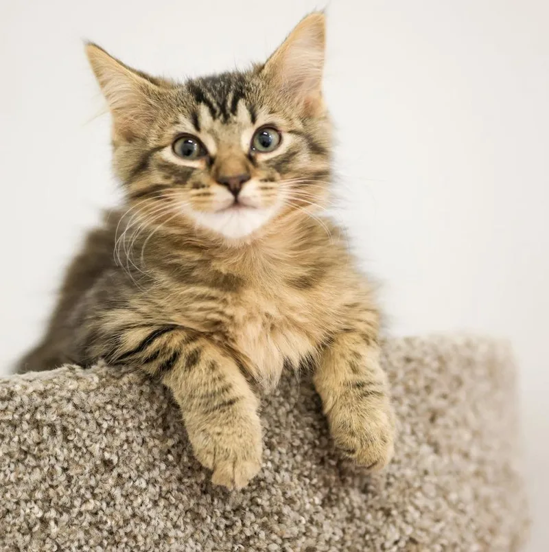 A baby small-sized male Domestic Long Hair cat named Cat Cafe Hawk for adoption in Topeka, KS