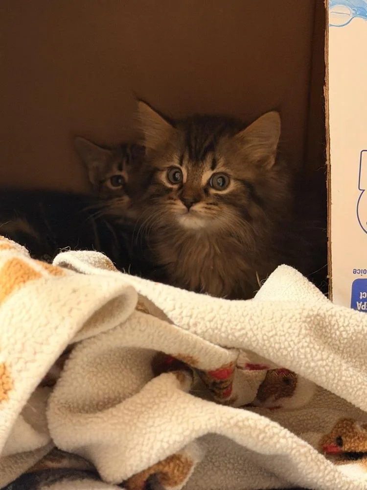 Cat Cafe Hawk thumbnail 2