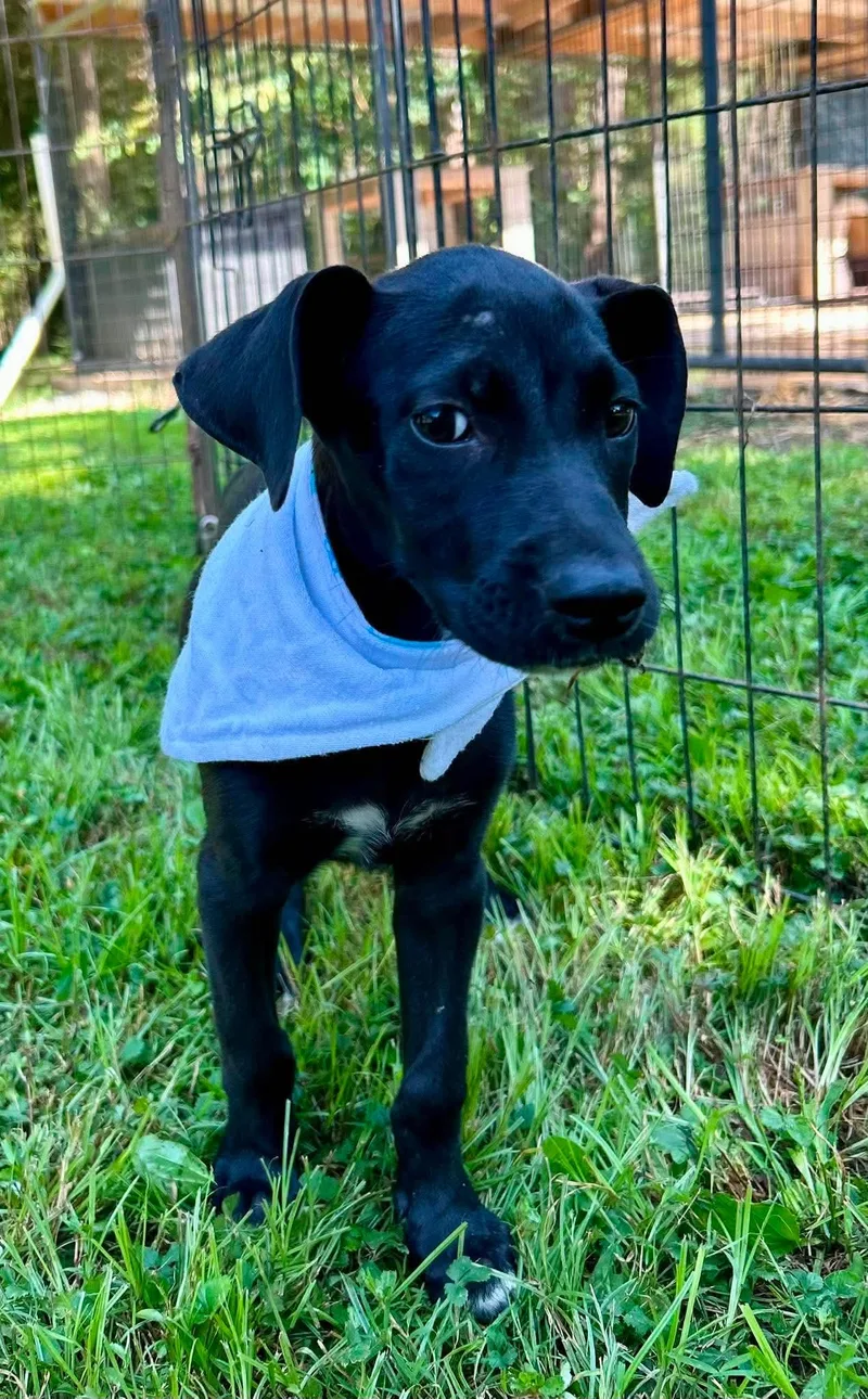 A baby medium-sized female Black Labrador Retriever dog named Lilo for adoption in Watertown, CT