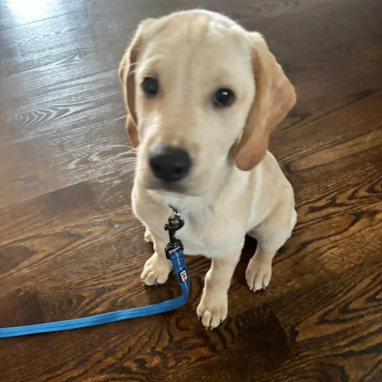 A baby medium-sized male Yellow / Tan / Blond / Fawn Retriever dog named Donkey for adoption in South Elgin, IL