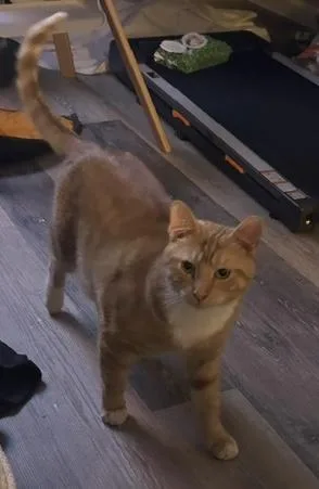 A young medium-sized male Tabby (Orange / Red) Domestic Short Hair cat named Hank for adoption in Plain City, OH
