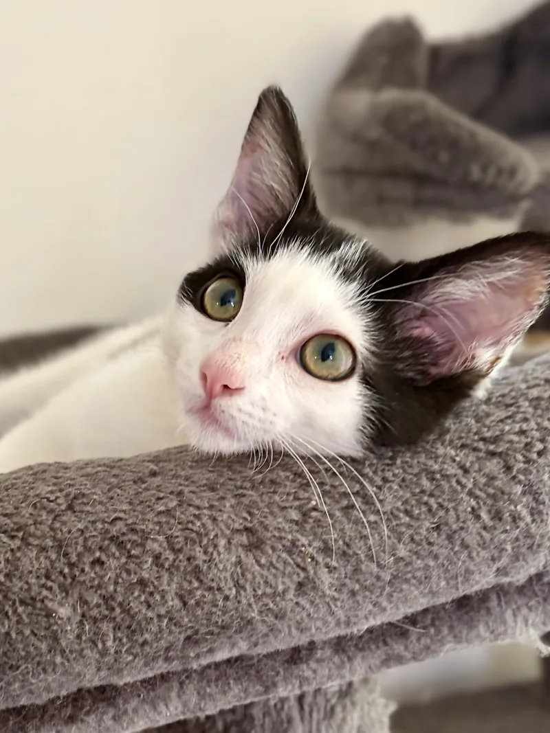 A baby medium-sized female Domestic Short Hair cat named Buttercup for adoption in Davis, CA